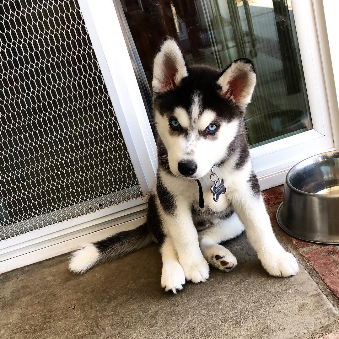 Buster, cachorro macho Husky Siberiano